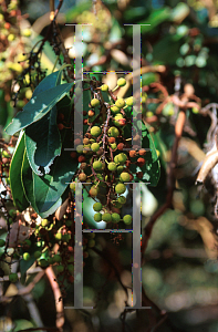 Picture of Arbutus menziesii 