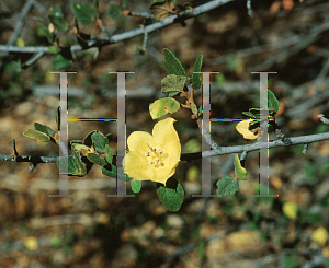 Picture of Fremontodendron californicum 