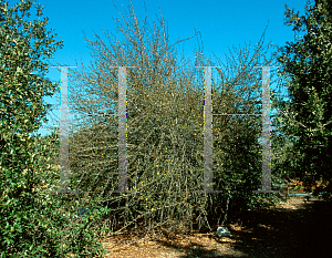 Picture of Fremontodendron californicum 