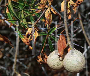 Picture of Aesculus californica 