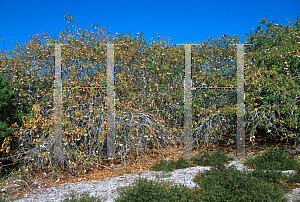 Picture of Aesculus californica 