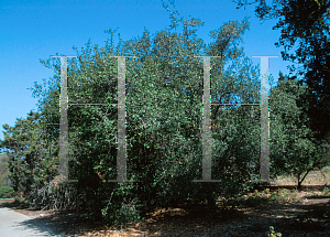 Picture of Quercus wislizenii var. frutescens 