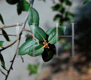 Picture of Quercus wislizenii var. frutescens 