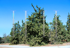 Picture of Juniperus californica 