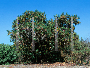 Picture of Arbutus menziesii 