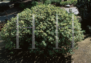 Picture of Euphorbia balsamifera 