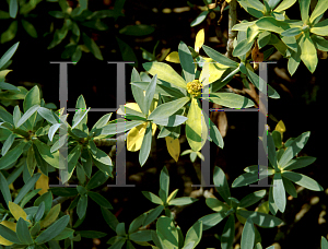 Picture of Euphorbia balsamifera 