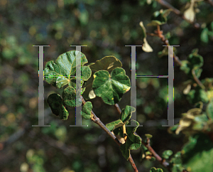 Picture of Fremontodendron mexicanum 