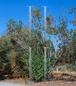 Picture of Cercis occidentalis 