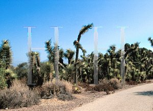 Picture of Yucca brevifolia 