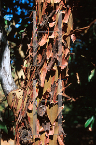 Picture of Arbutus menziesii 