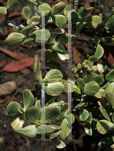 Picture of Crassula ovata 'Variegata'