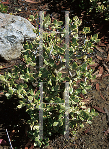 Picture of Crassula ovata 'Variegata'