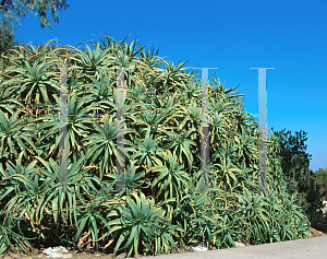 Picture of Aloe arborescens 