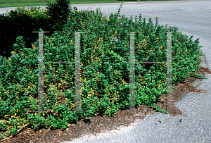 Picture of Vitex rotundifolia 