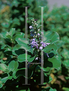 Picture of Vitex rotundifolia 