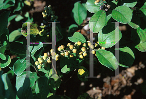 Picture of Vitex rotundifolia 