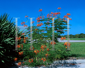 Picture of Caesalpinia pulcherrima 