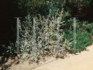 Picture of Shepherdia argentea 