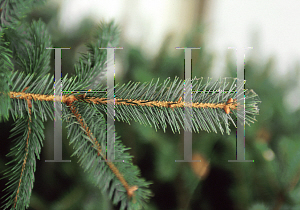 Picture of Picea sitchensis 