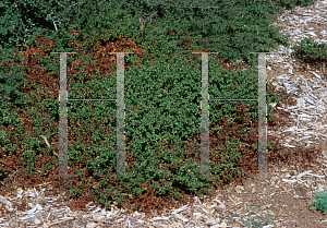 Picture of Arctostaphylos edmundsii var. parvifolia 'Bert Johnson'