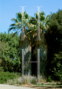 Picture of Washingtonia filifera 