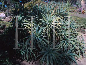 Picture of Aloe arborescens 'Variegata'