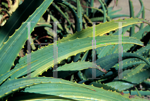 Picture of Aloe arborescens 'Variegata'