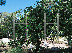 Picture of Dombeya spectabilis 