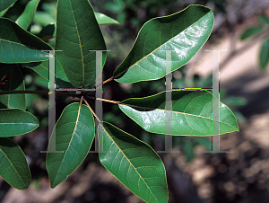 Picture of Tabebuia impetiginosa 