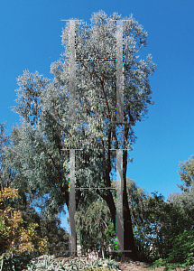 Picture of Eucalyptus sideroxylon 