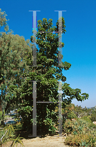 Picture of Phytolacca dioica 