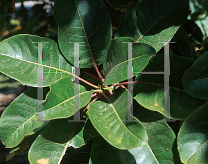 Picture of Phytolacca dioica 