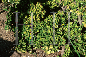 Picture of Crassula ovata 