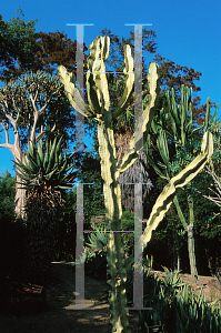 Picture of Euphorbia ammak 