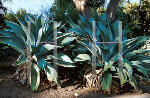 Picture of Agave attenuata 'Nova'