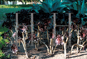 Picture of Aeonium arboreum 'Zwartkop'