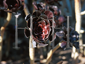 Picture of Aeonium arboreum 'Zwartkop'