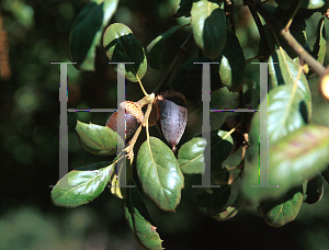 Picture of Quercus agrifolia 