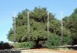 Picture of Quercus agrifolia 