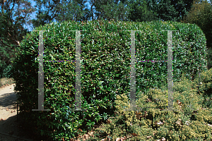 Picture of Myrica californica 