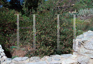 Picture of Arctostaphylos densiflora 'Sentinel'