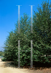 Picture of Alnus rubra 