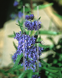 Picture of Caryopteris x clandonensis 'First Choice'