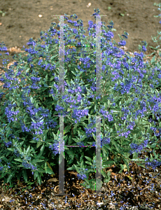 Picture of Caryopteris x clandonensis 'First Choice'