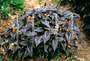 Picture of Polygonum microcephalum 'Red Dragon'