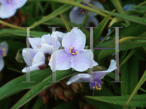 Picture of Tradescantia x andersoniana 'Lilac Frost'