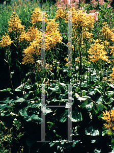 Picture of Ligularia x 'Sungold'
