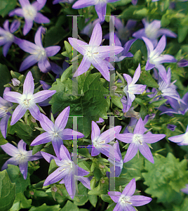 Picture of Campanula poscharskyana 'Blue Waterfall'