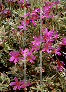 Picture of Phlox subulata 'Laurel Beth'